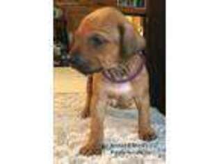 Rhodesian Ridgeback Puppy for sale in Bruce Crossing, MI, USA
