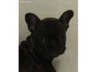 French Bulldog Puppy for sale in Atkins, AR, USA