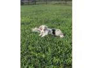 Pembroke Welsh Corgi Puppy for sale in Stillwater, OK, USA