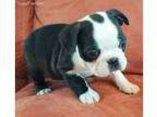 Boston Terrier Puppy for sale in Arundel, ME, USA