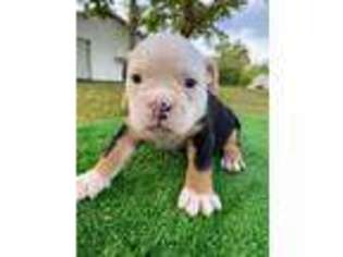Olde English Bulldogge Puppy for sale in Dayton, OH, USA