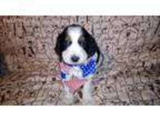 English Springer Spaniel Puppy for sale in Salina, PA, USA