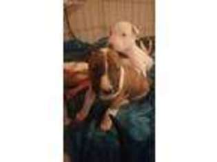 Bull Terrier Puppy for sale in Germanton, NC, USA