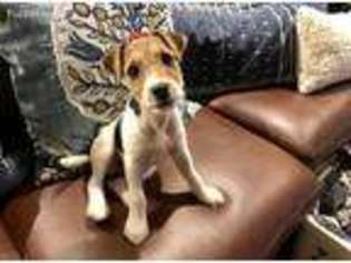 Jack Russell Terrier Puppy for sale in Dallas, TX, USA