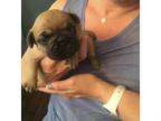 Frenchie Pug Puppy for sale in Rice Lake, WI, USA