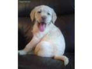 Labrador Retriever Puppy for sale in Roundup, MT, USA