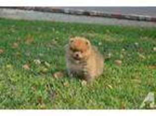Pomeranian Puppy for sale in RIVERSIDE, CA, USA