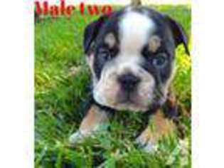 Bulldog Puppy for sale in ALPINE, CA, USA