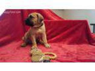 Bullmastiff Puppy for sale in Sioux Falls, SD, USA