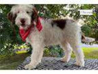 Portuguese Water Dog Puppy for sale in Canton, OH, USA