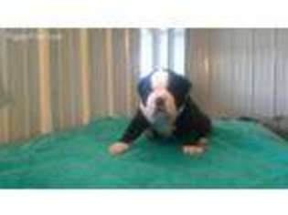 Bulldog Puppy for sale in Addison, MI, USA