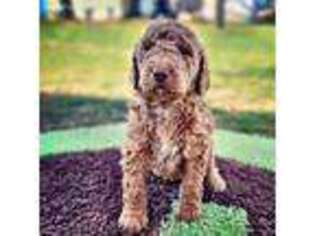 Labradoodle Puppy for sale in Corbin, KY, USA
