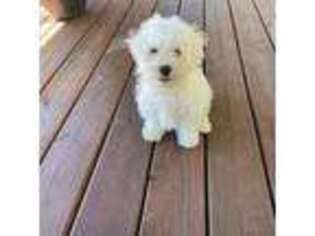 Bichon Frise Puppy for sale in Boring, OR, USA
