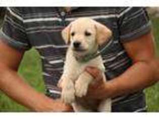 Labrador Retriever Puppy for sale in Myerstown, PA, USA