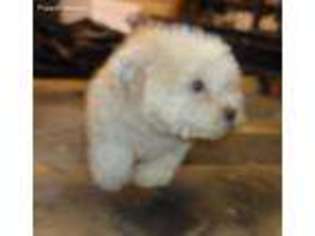 Bolognese Puppy for sale in Ellettsville, IN, USA