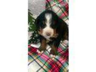 Bernese Mountain Dog Puppy for sale in Darien, CT, USA