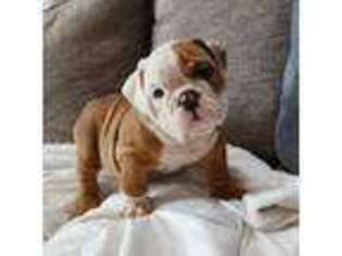 Bulldog Puppy for sale in Canton, OH, USA