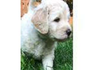 Goldendoodle Puppy for sale in Adams, NY, USA