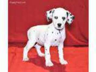 Dalmatian Puppy for sale in Dalton, OH, USA