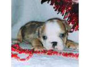 Bulldog Puppy for sale in Ava, MO, USA