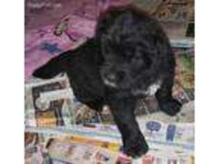Newfoundland Puppy for sale in Nunica, MI, USA