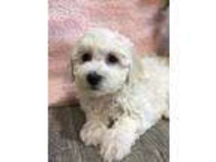 Bichon Frise Puppy for sale in Seneca Falls, NY, USA