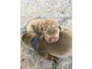 Labrador Retriever Puppy for sale in Franklin, TN, USA