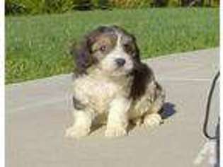 Cavachon Puppy for sale in San Diego, CA, USA
