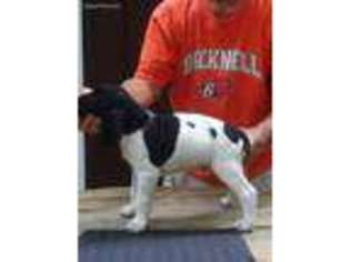 German Shorthaired Pointer Puppy for sale in Lewisburg, PA, USA