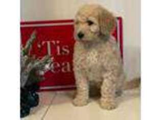 Goldendoodle Puppy for sale in Battle Ground, WA, USA