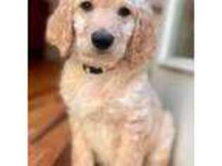 Goldendoodle Puppy for sale in Raleigh, NC, USA