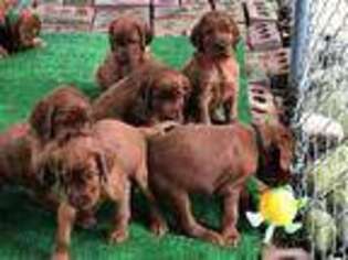 Irish Setter Puppy for sale in Rolling Prairie, IN, USA