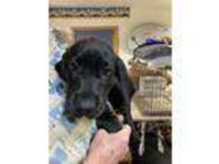 Great Dane Puppy for sale in Kunkle, OH, USA
