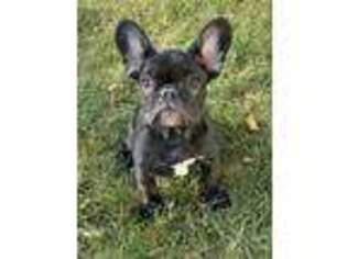 French Bulldog Puppy for sale in Landing, NJ, USA