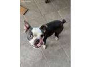Boston Terrier Puppy for sale in Rancho Cucamonga, CA, USA