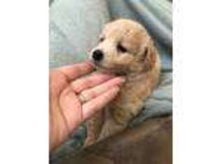 Goldendoodle Puppy for sale in Cincinnati, OH, USA