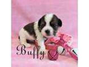 Shorkie Tzu Puppy for sale in Auburn, KY, USA