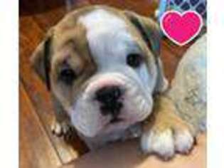 Bulldog Puppy for sale in Ozark, MO, USA