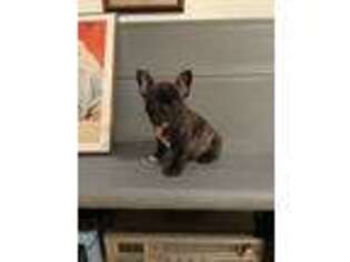 French Bulldog Puppy for sale in Benton, TN, USA