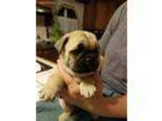 Pug Puppy for sale in Attica, OH, USA