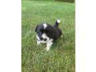 Pembroke Welsh Corgi Puppy for sale in Millerstown, PA, USA