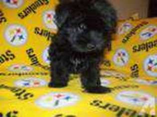 Havanese Puppy for sale in BELLE VERNON, PA, USA