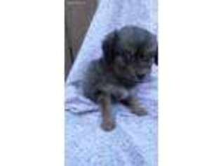 Mutt Puppy for sale in Big Sandy, TX, USA