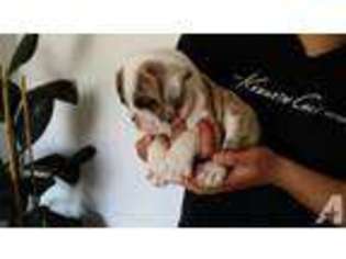 Bulldog Puppy for sale in LA VERNE, CA, USA