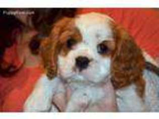 Cavalier King Charles Spaniel Puppy for sale in Ridgefield, WA, USA