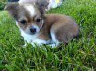 Chihuahua Puppy for sale in Cedarville, OH, USA