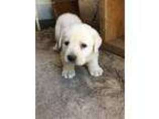 Labrador Retriever Puppy for sale in Urbana, OH, USA
