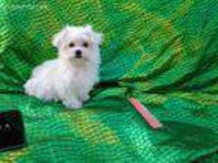 Maltese Puppy for sale in Raleigh, NC, USA