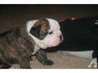 Olde English Bulldogge Puppy for sale in IDALOU, TX, USA