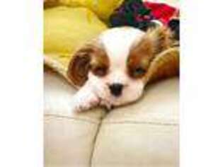 Cavalier King Charles Spaniel Puppy for sale in Fargo, ND, USA